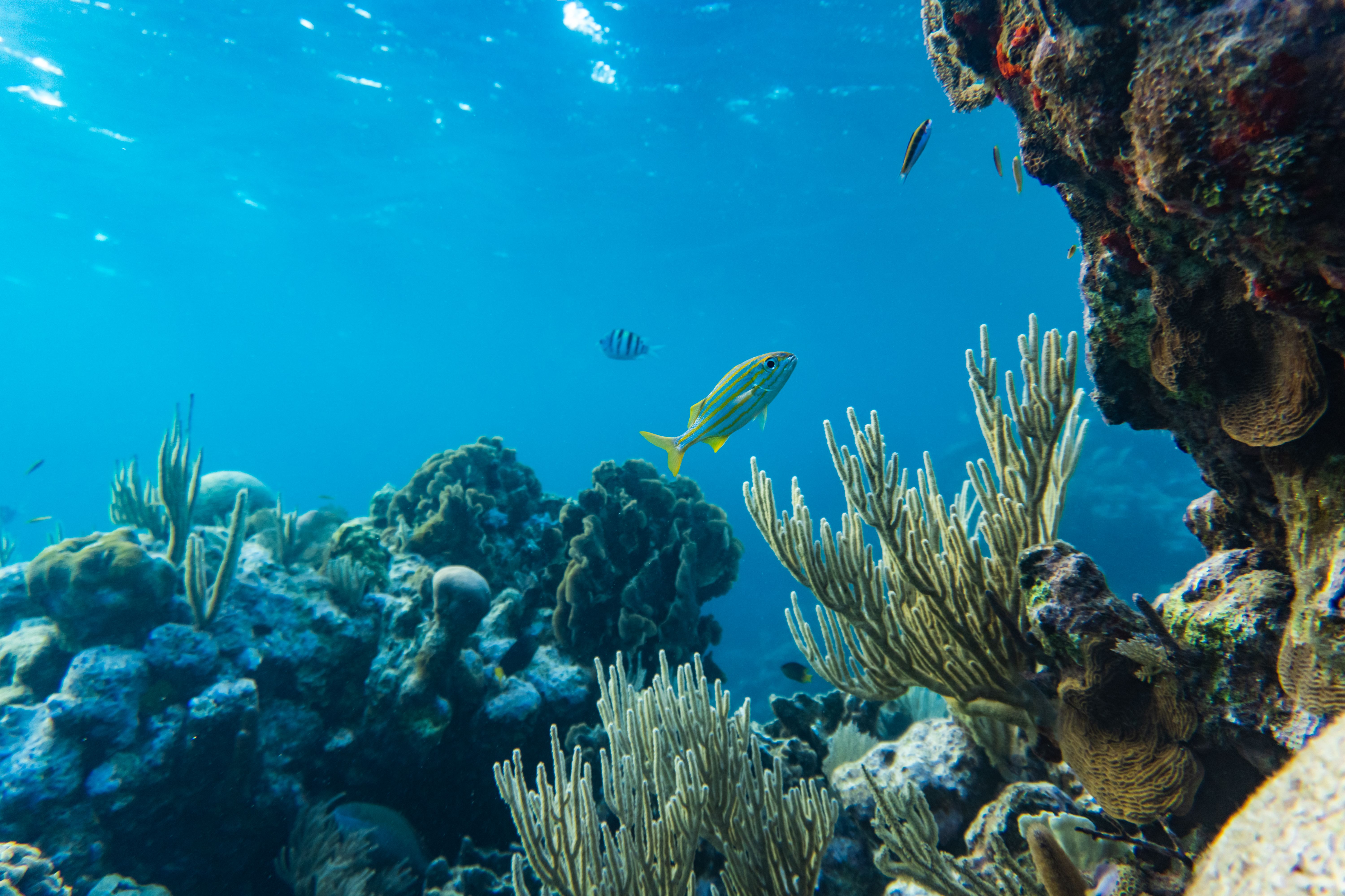 Scenic Caribbean landscape in Belize