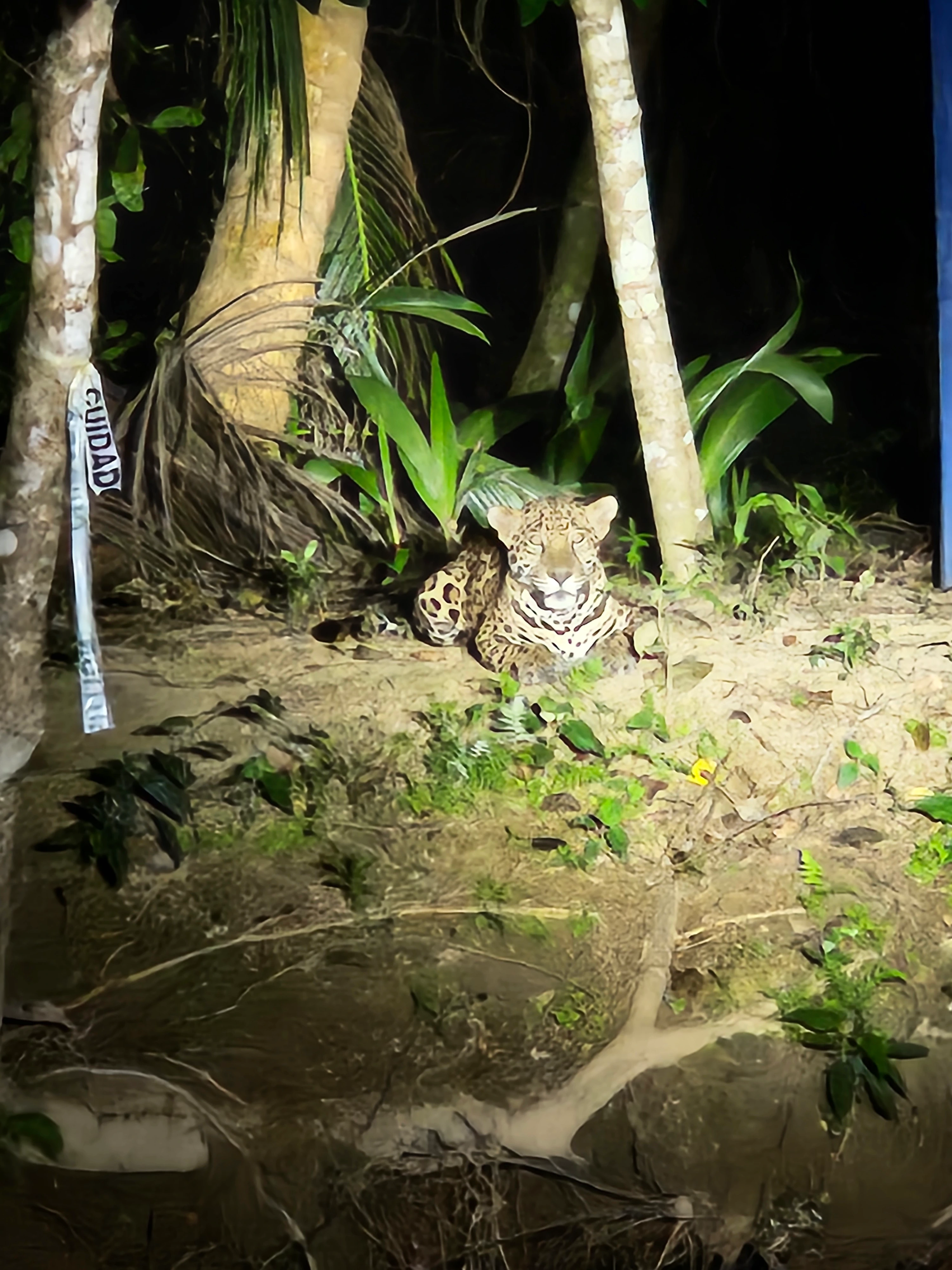 River tour and bird watching in Southern Belize