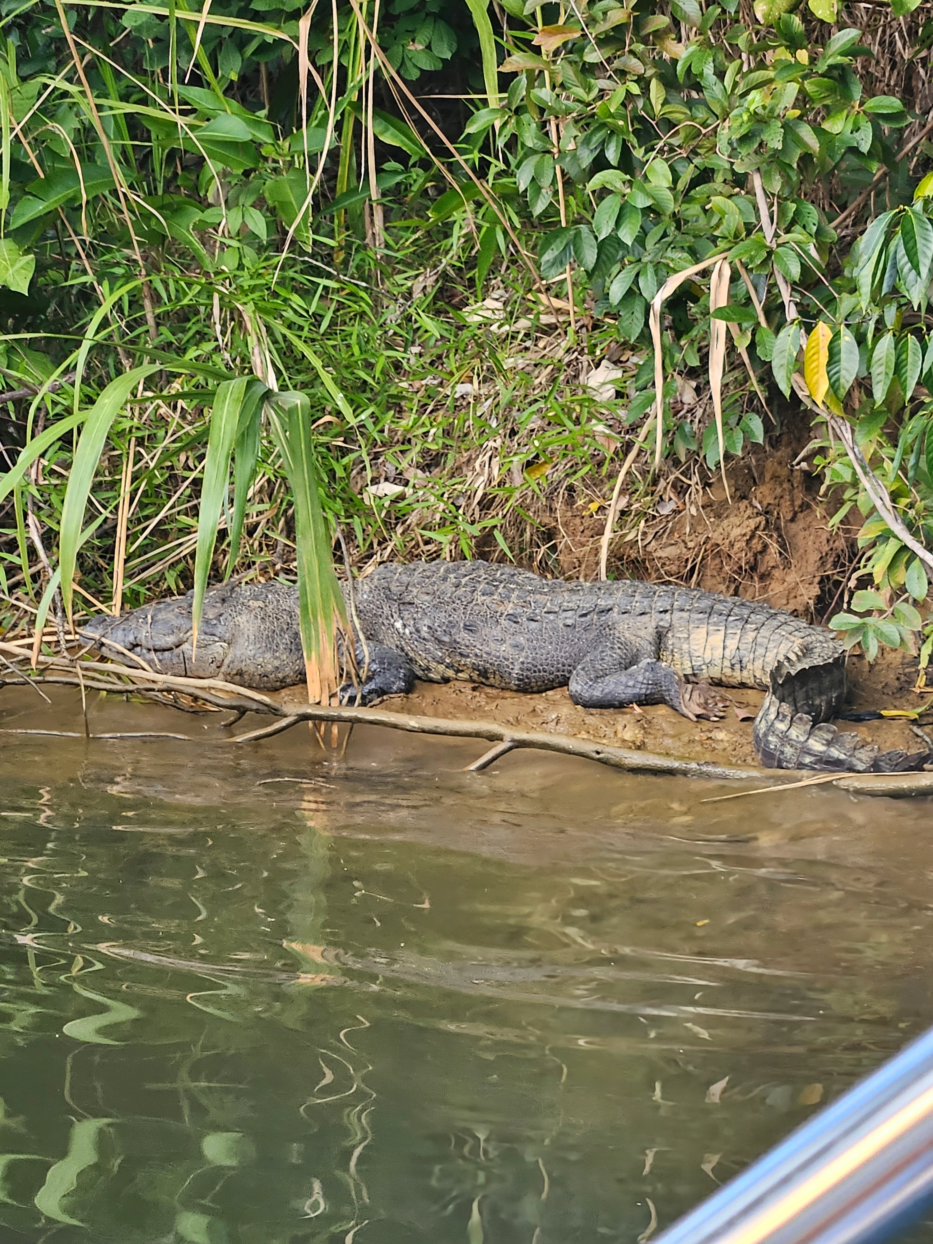 Freshwater river fishing in Southern Belize