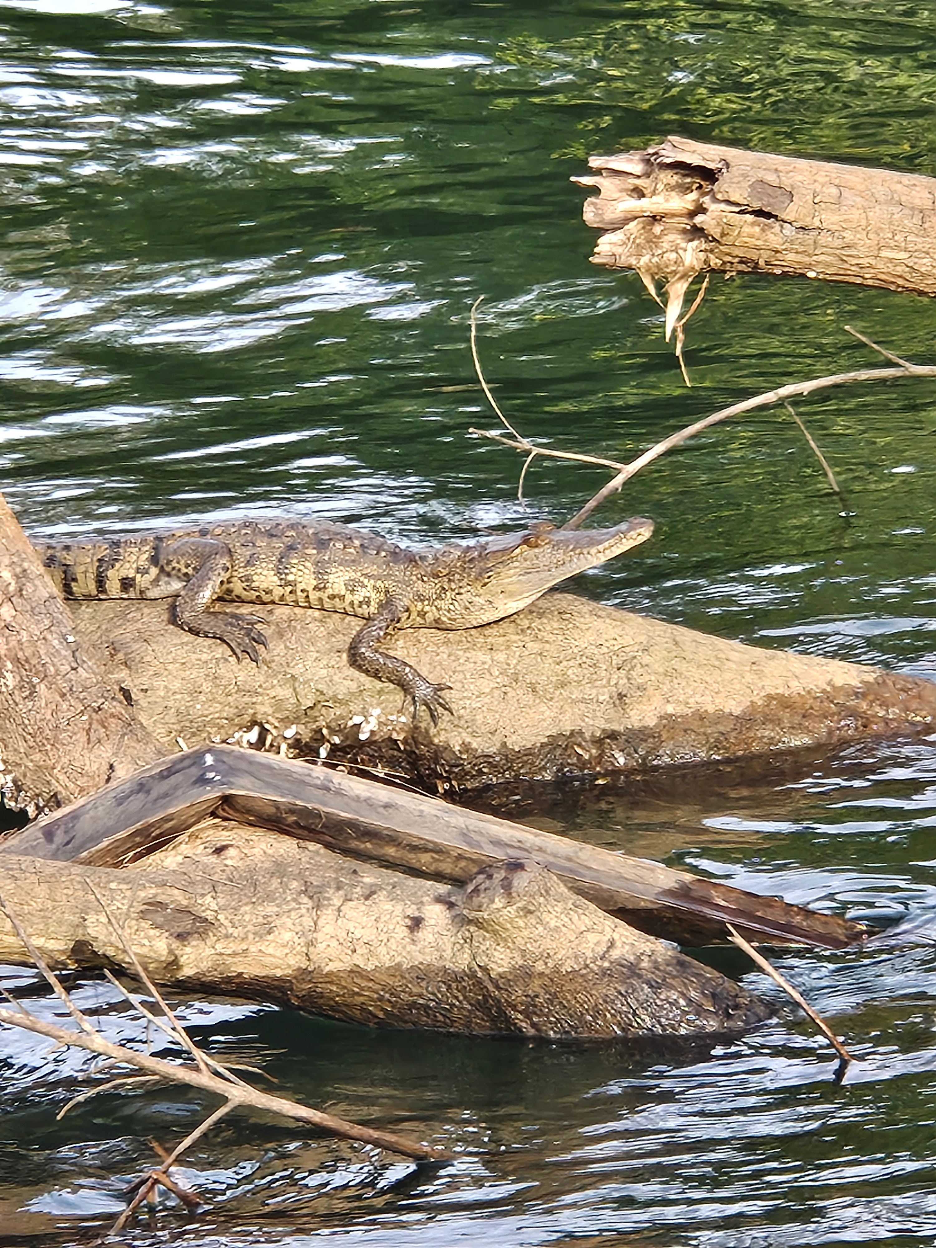 River Tour and Bird Watching in Belize Caribbean Central America