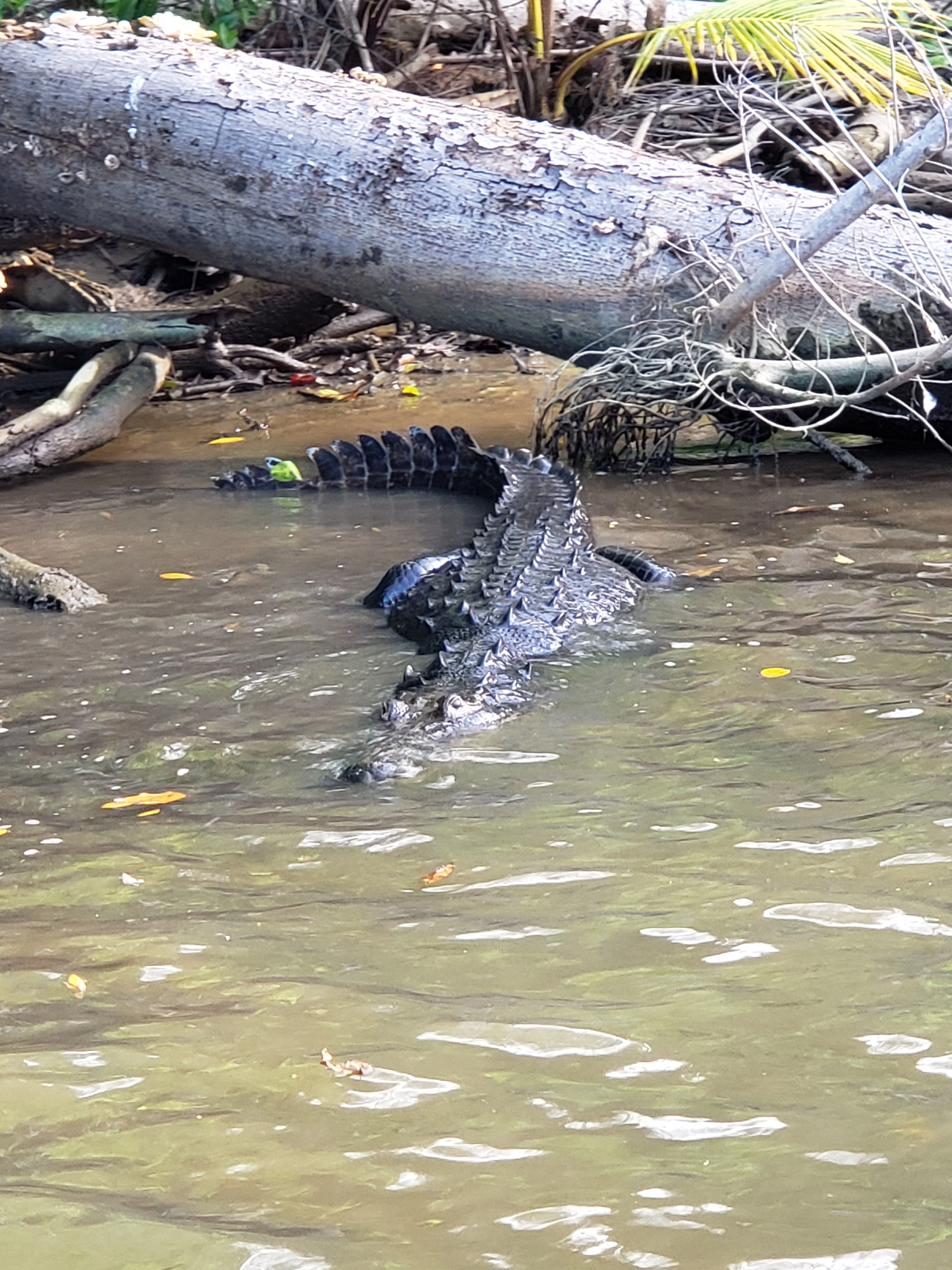 River Tour and Bird Watching in Belize Caribbean Central America
