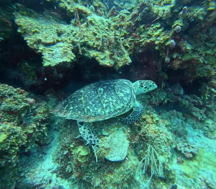 Reef Snorkeling in Belize Caribbean Central America