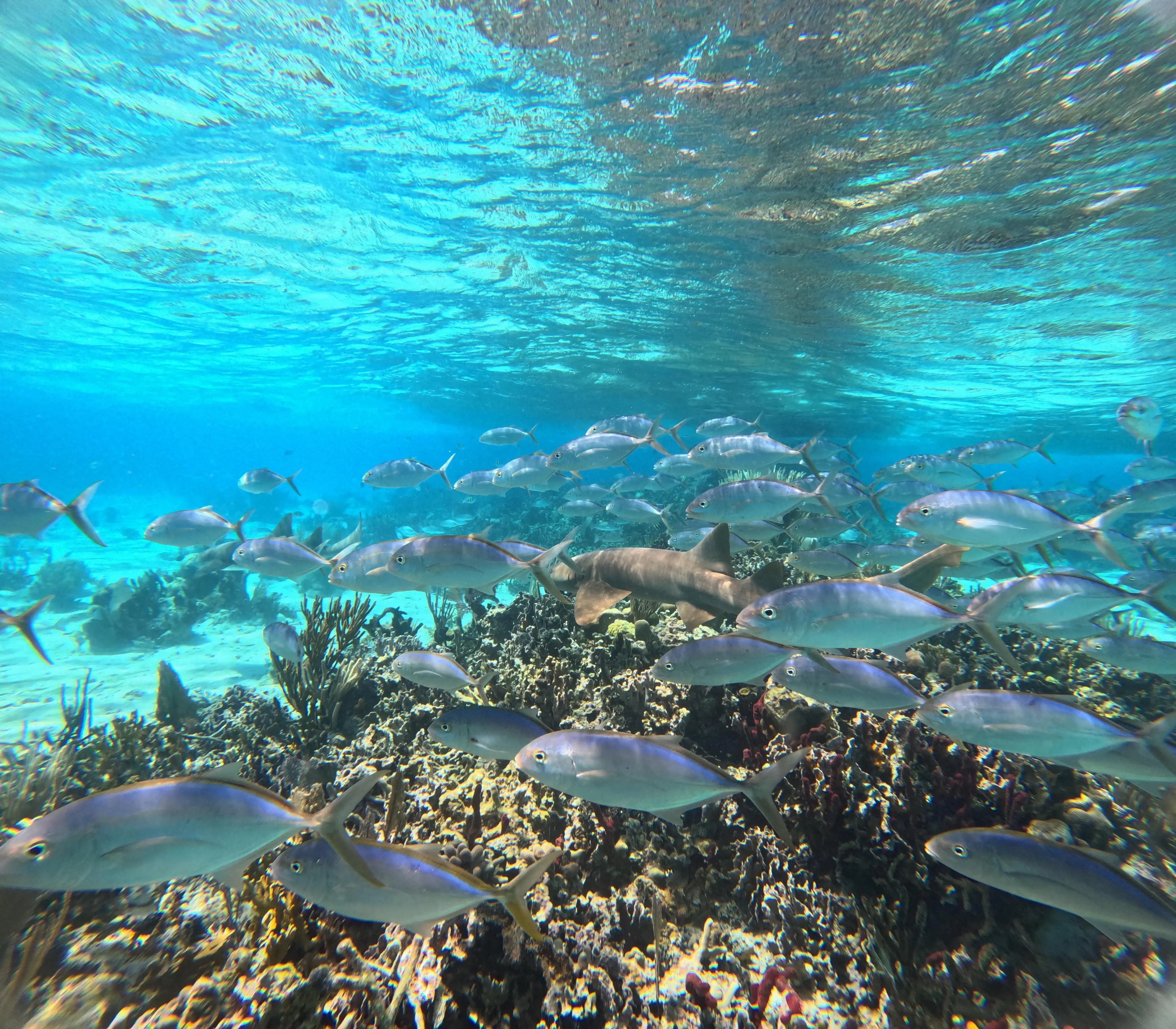 Reef Snorkeling in Belize Caribbean Central America