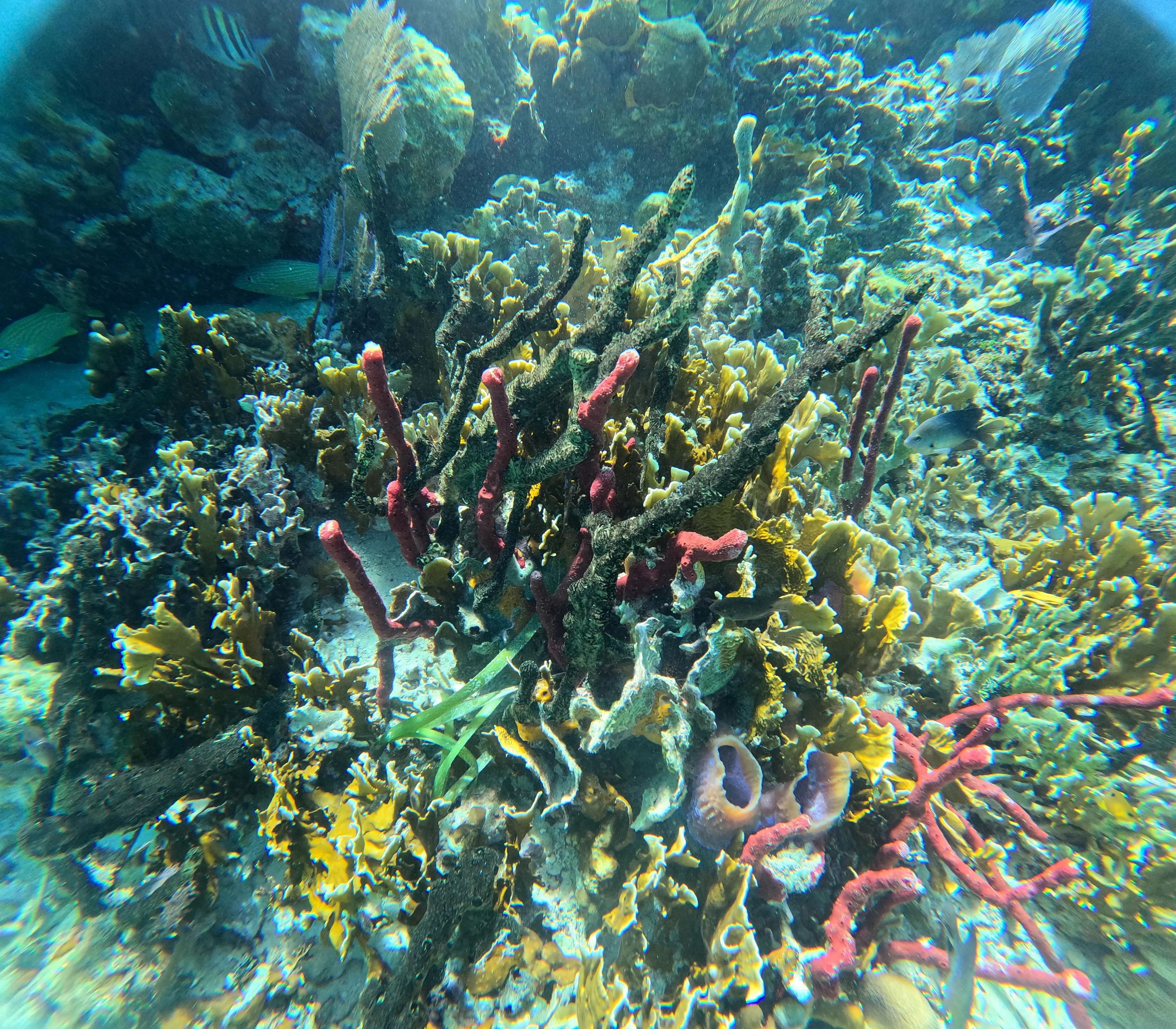 Reef Snorkeling in Belize Caribbean Central America