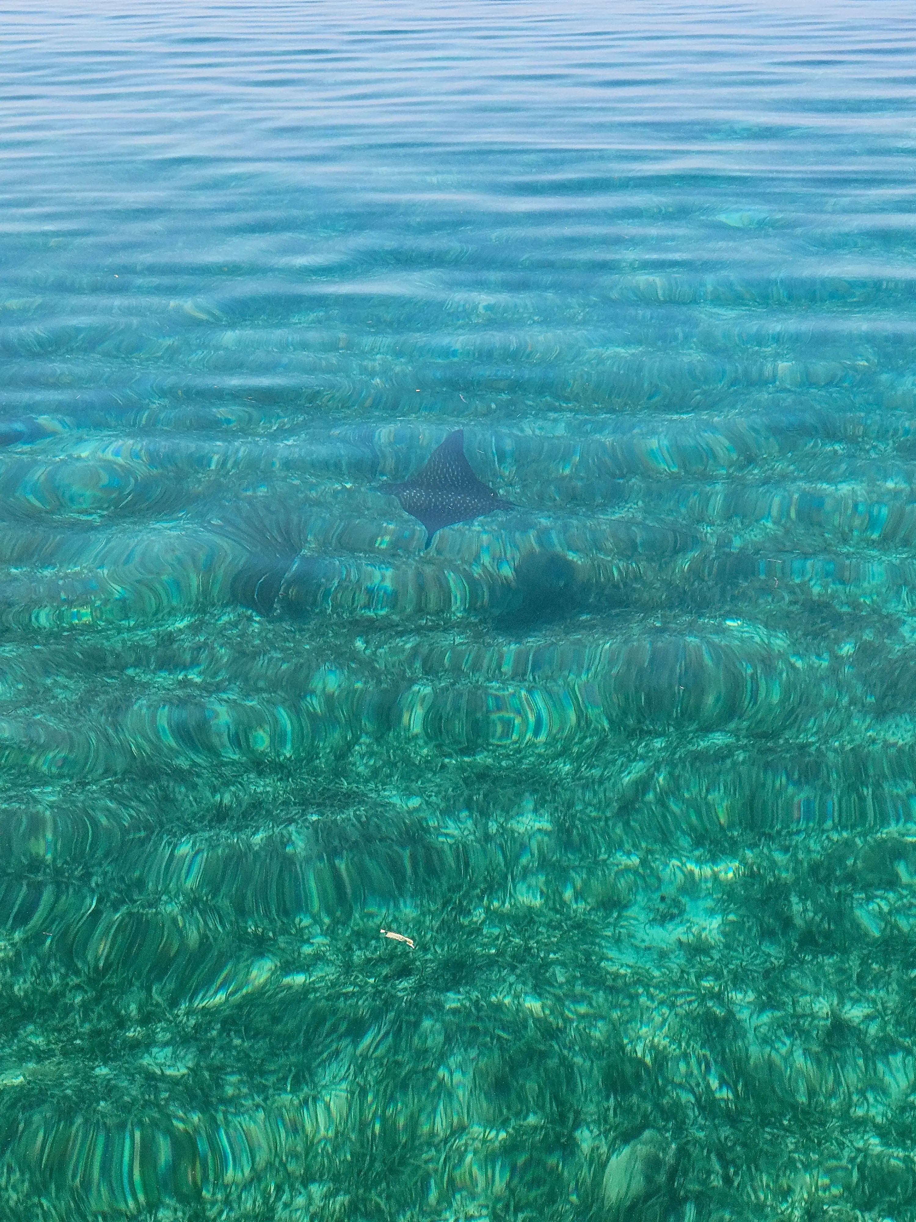 Reef Snorkeling in Belize Caribbean Central America