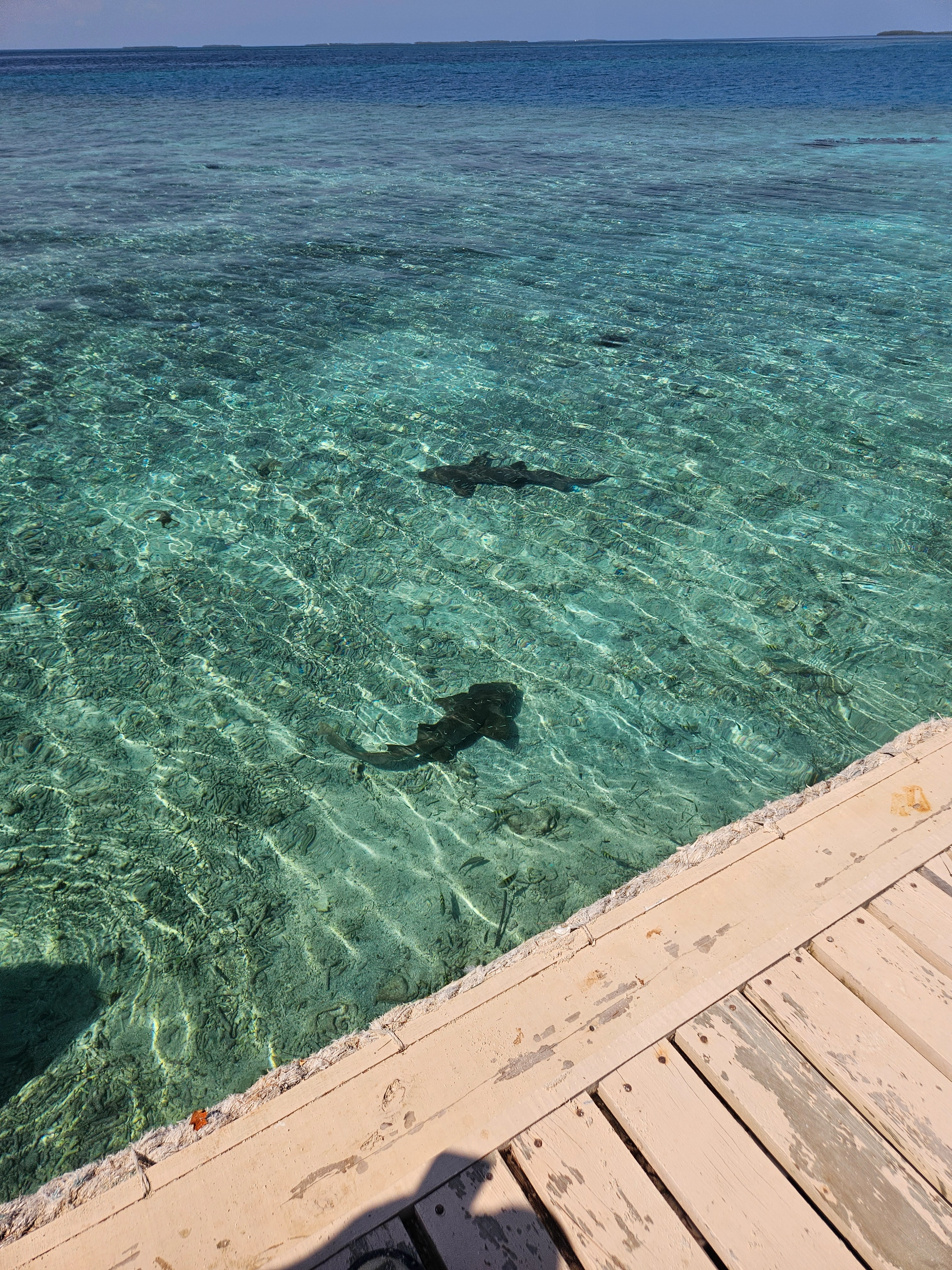 Reef Snorkeling in Belize Caribbean Central America